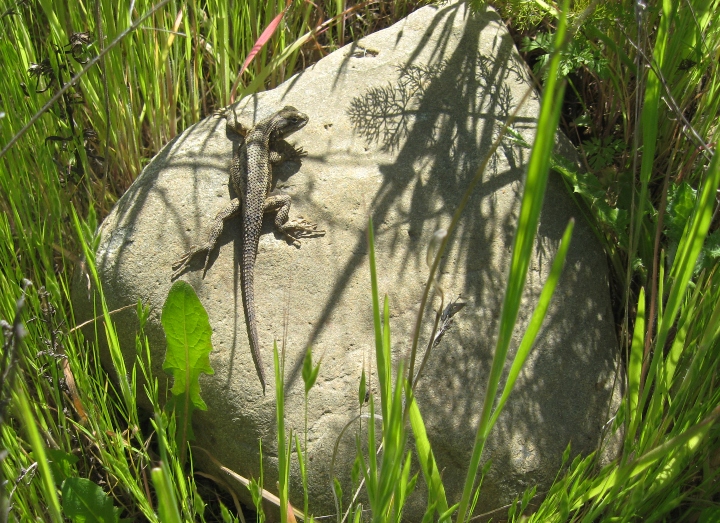 Fence Lizard